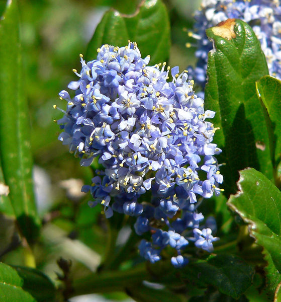 Soubor:Ceanothus thyrsiflorus 4.jpg