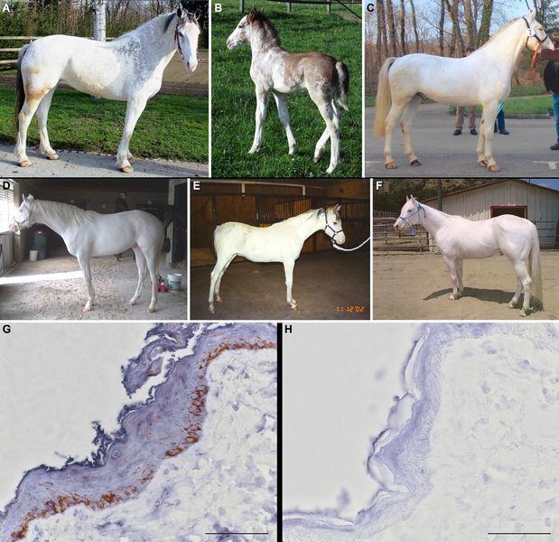 Soubor:DominantWhiteHorses.jpg