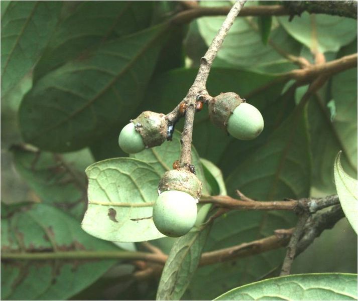 Soubor:Ocotea sp.-Cacuri-Venezuela.jpg