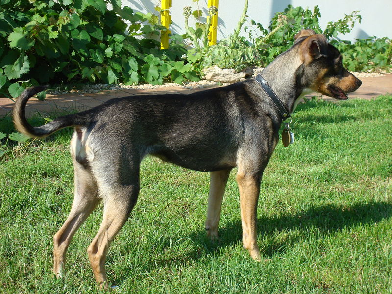 Soubor:Peruvian hairless coated variant.JPG