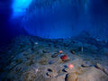 Underwater mcmurdo sound.jpg