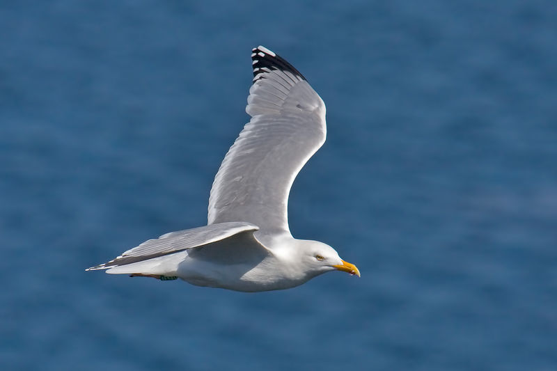 Soubor:Herring Gull in flight.jpg