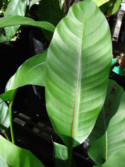 Starr 070906-8370 Heliconia stricta.jpg