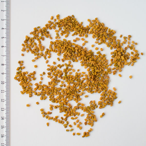 Soubor:2017 0102 fenugreek seeds.jpg