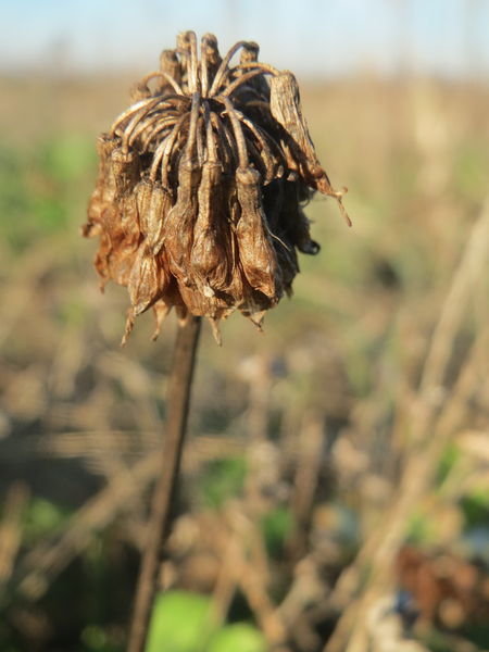 Soubor:20161210Trifolium repens3.jpg