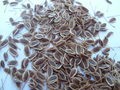 Anethum graveolens seeds.JPG