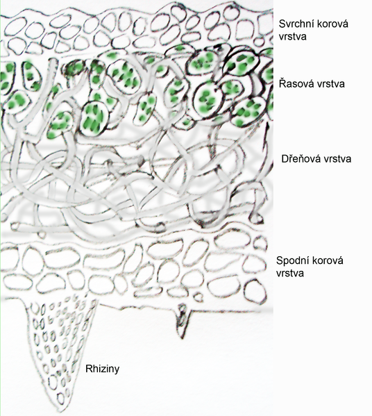 Soubor:Lichen cross-section.png