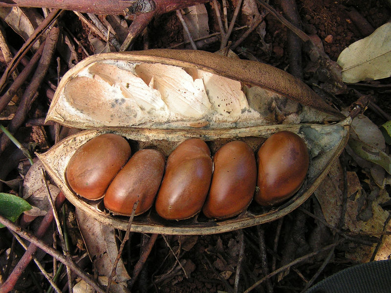 Soubor:Castanospermum australe (Black Bean).jpg