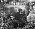 Partizan cow milking.jpg