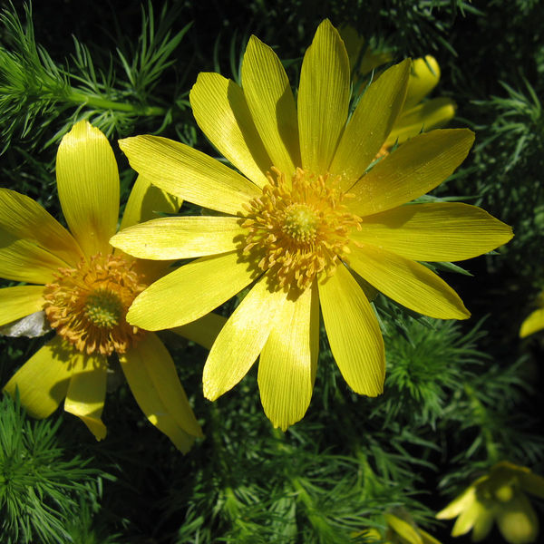 Soubor:Adonis vernalis 01.jpg