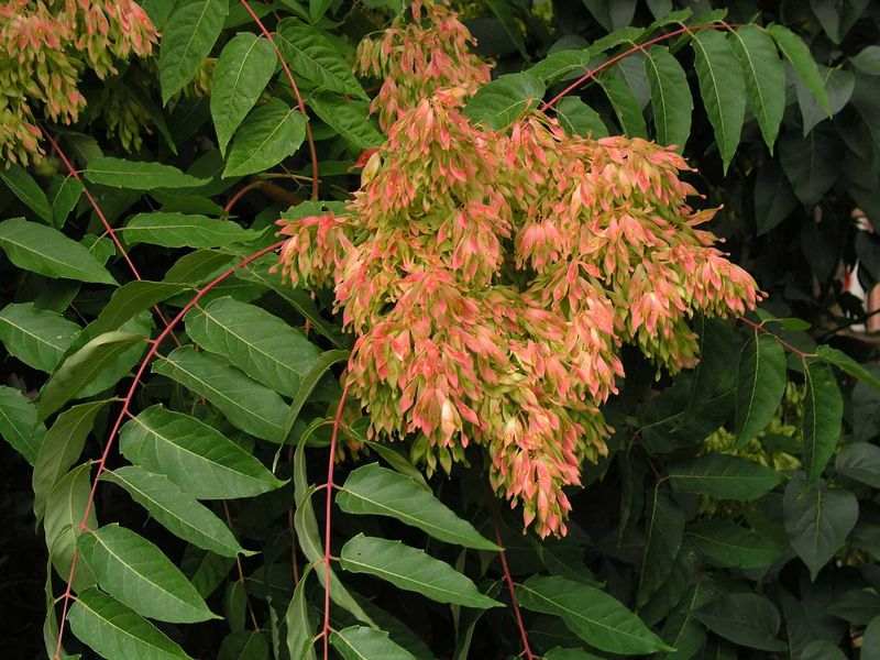 Soubor:Ailanthus-altissima.jpg