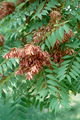 Ailanthus altissima RJB.jpg