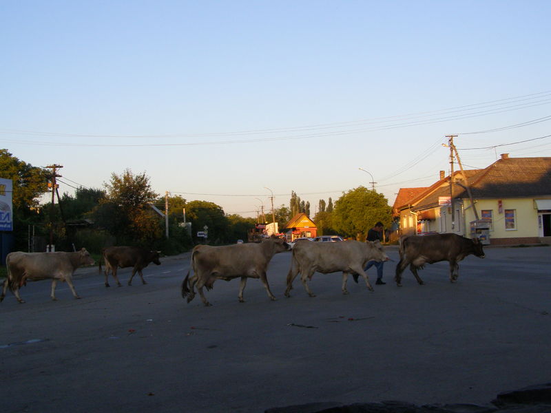 Soubor:Tiachiv, cows.jpg