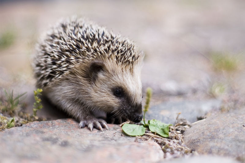 Soubor:Keqs young european hedgehog1.jpg