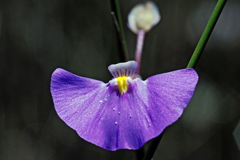 Soubor:Utricularia volubilis 1.jpg