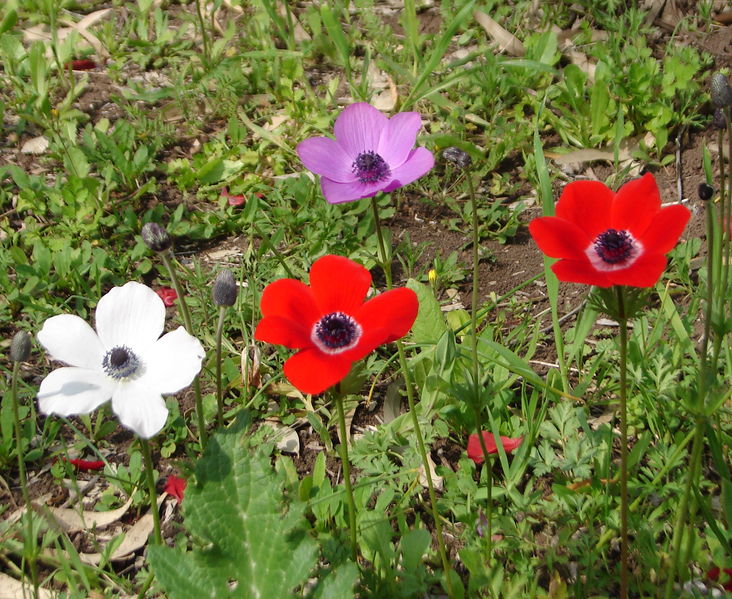 Soubor:Anemones4.jpg