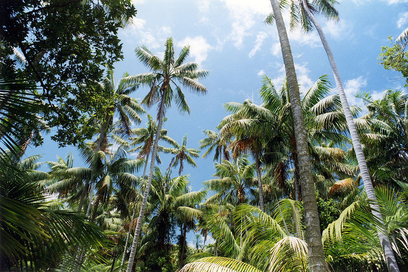 Soubor:KentiaPalms LordHoweIsland.jpg