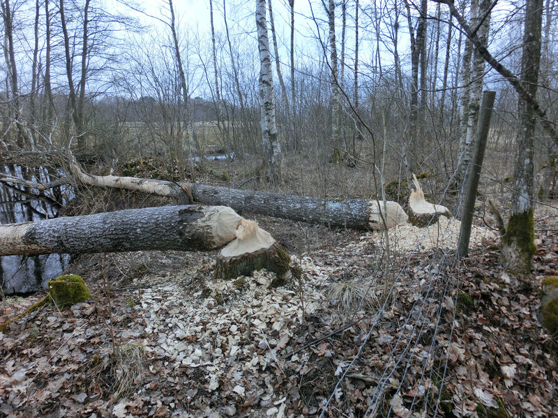 Soubor:Bävergnag vid Ätran 1902.jpg