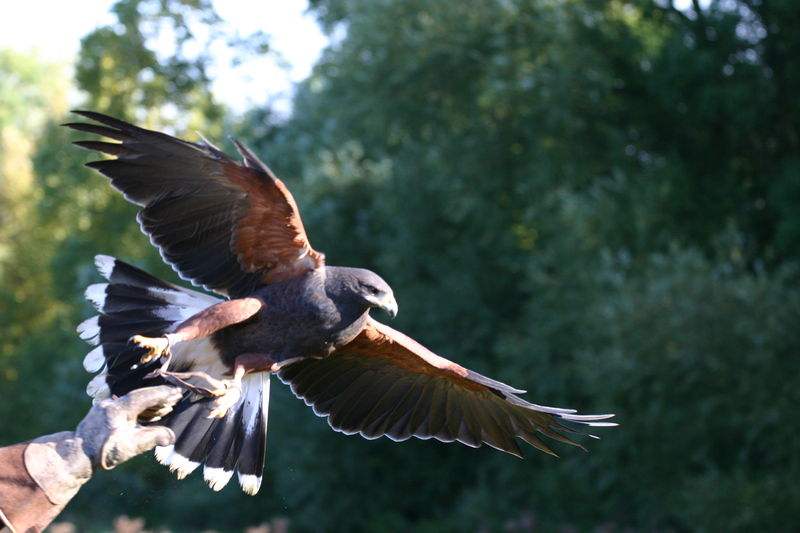 Soubor:Parabuteo unicinctus takeoff2.jpg