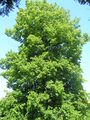 Tilia euchlora1.JPG