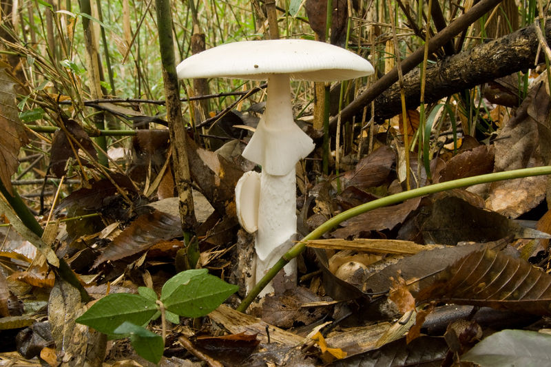 Soubor:Amanita virosa 12.jpg