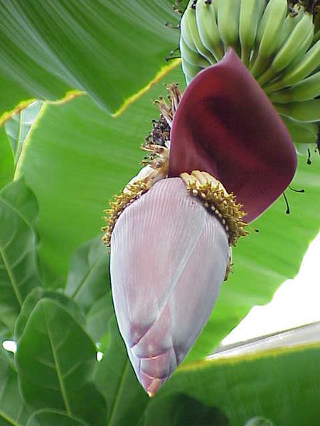 Soubor:Musa acuminata0.jpg