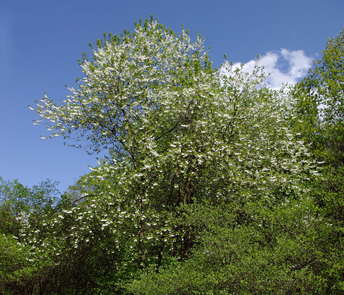 Soubor:Halesia tetraptera.jpg