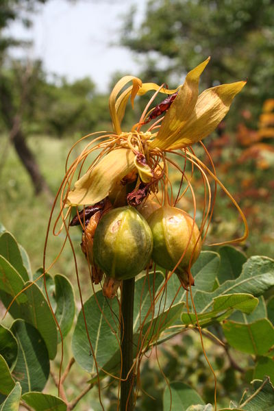 Soubor:Tacca leontopetaloides MS 6484.JPG