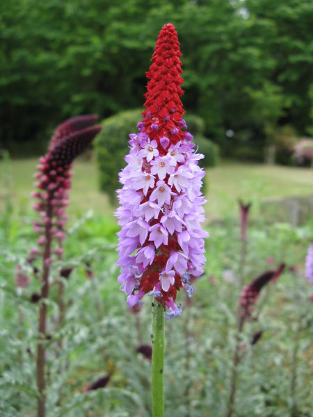 Soubor:Primula vialii2.jpg