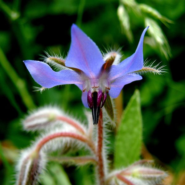 Soubor:Borago officinalis (1).jpg