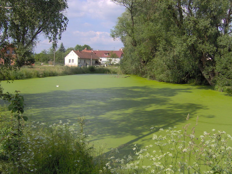 Soubor:Mnichov-pond.jpg