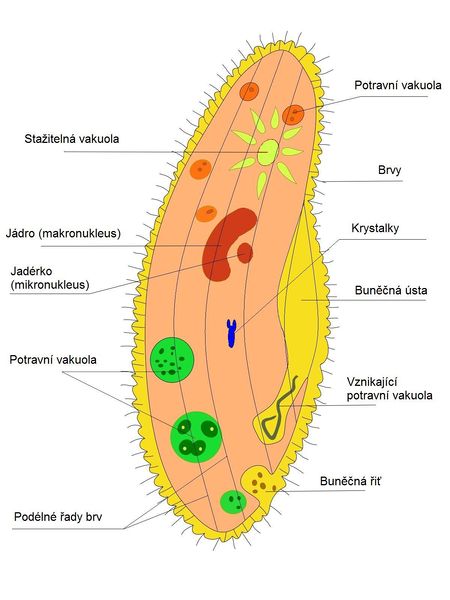 Soubor:Trapka velka Paramecium caudatum.jpg