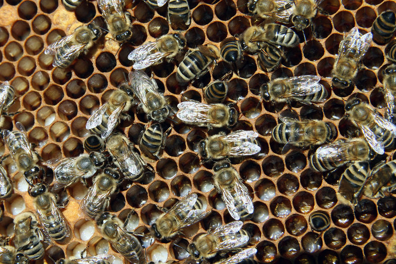 Soubor:Bienen mit Brut 2.jpg