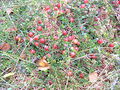 Oxycoccus palustris fruits.jpg