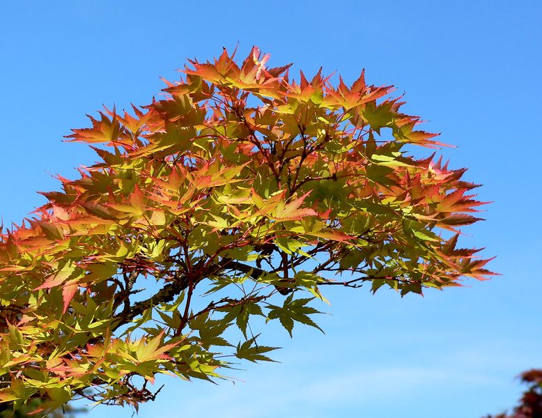 Soubor:Acer palmatum Shigitatsu-sawa 3.jpg