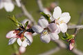 Almond blossom02 aug 2007.jpg