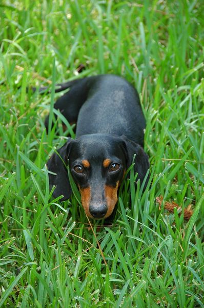 Soubor:Black-and-tan smooth Dachshund.jpg