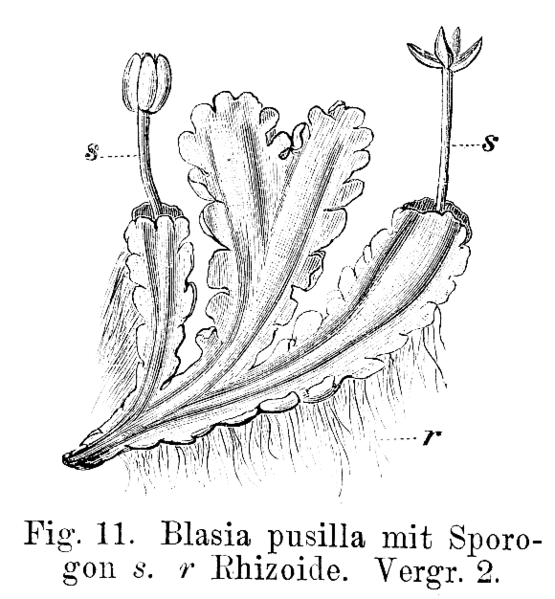 Soubor:Blasia pusilla Strasburger1900.png