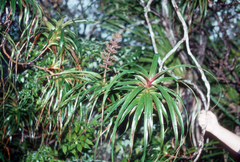 Soubor:Dracophyllum latifolium 1 (scott.zona).jpg