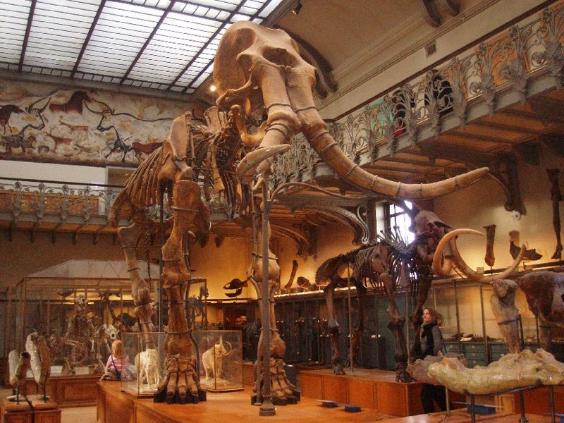 Soubor:Mammuthus meridionalis.JPG