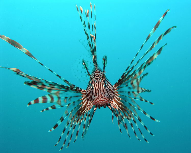 Soubor:Pterois volitans Manado.JPG