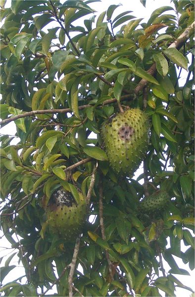 Soubor:Soursop-tree2-1481.jpg