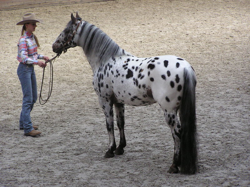 Soubor:Appaloosa stallion.JPG