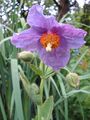 Meconopsis.jpg