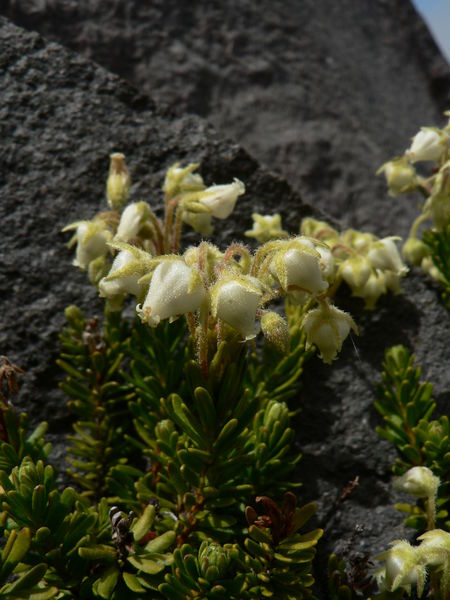 Soubor:Phyllodoce glanduliflora 21026.JPG