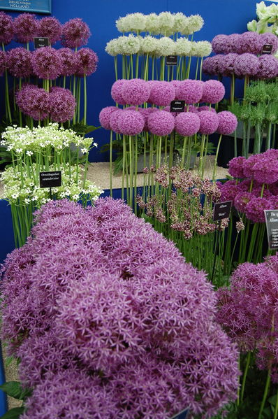 Soubor:Selection of cultivated Alliums.jpg