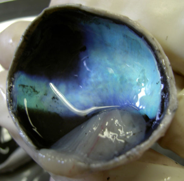 Soubor:Calf-Eye-Posterior-With-Retina-Detached-2005-Oct-13.jpg