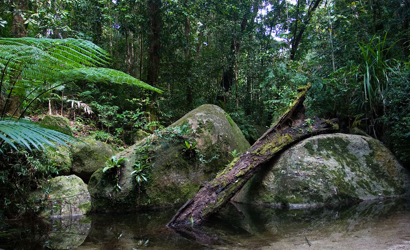 Soubor:Daintree National Park.jpg