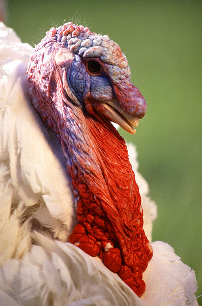 Soubor:Large White turkey male.jpg