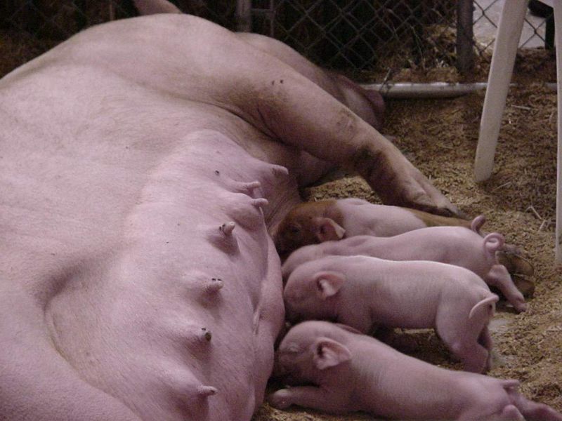 Soubor:Piglets1.jpg